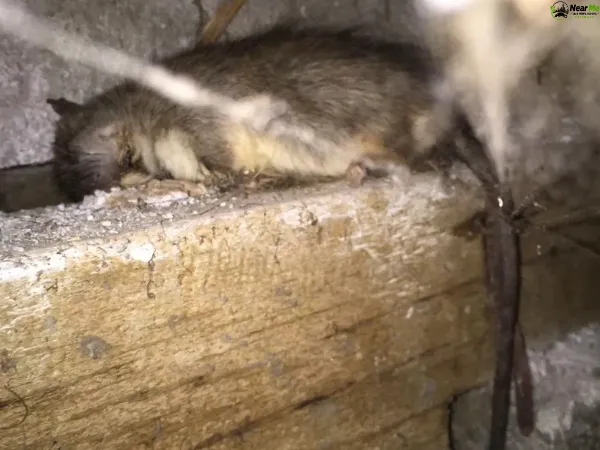 Dead Rat Removal Maudsland